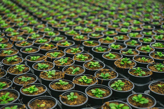 Best Organic Plant Nurseries Suppliers In Uttar Pradesh
