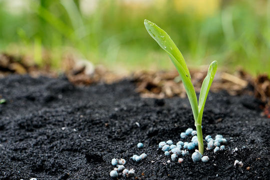 Best Plant Fertilizer Suppliers In Uttar Pradesh