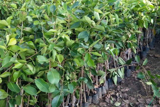 Best Tree Nurseries Suppliers In Uttar Pradesh