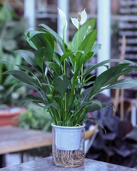 Self Watering Plants