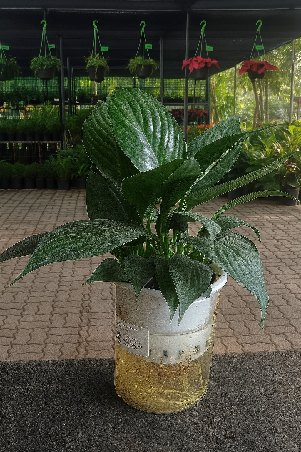 Smalll Peacelily In Selfwatering Pot